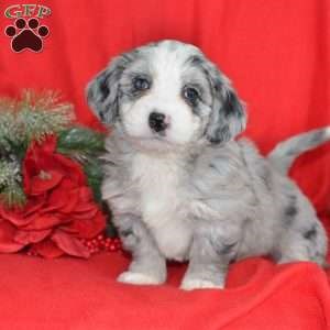 mini bernedoodle puppies for sale