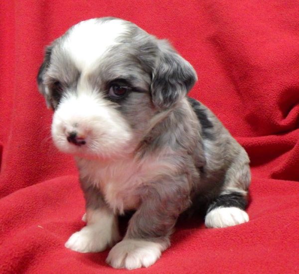 Allie - Mini Bernedoodle Puppy