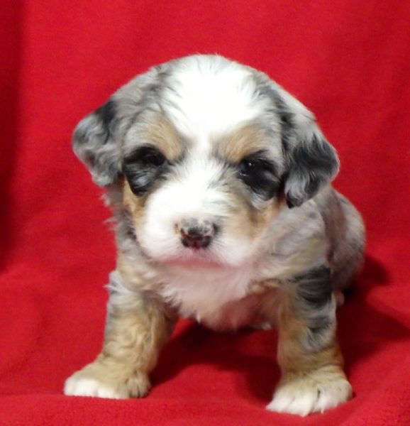 Amilia - Mini Bernedoodle Puppy