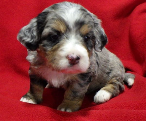 Angie - Mini Bernedoodle Puppy
