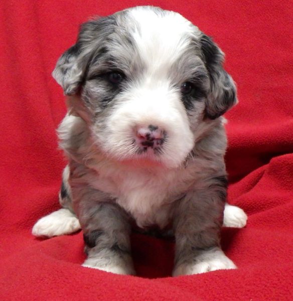 Anson - Mini Bernedoodle Puppy