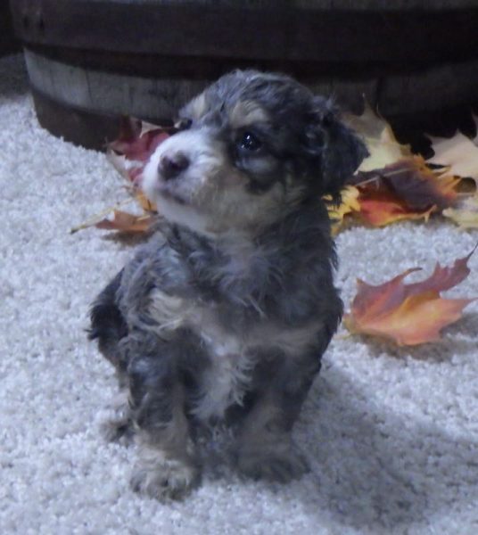 Molly - F2B Mini Bernedoodle Puppy
