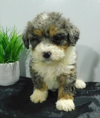 Ava - Mini Bernedoodle Puppy