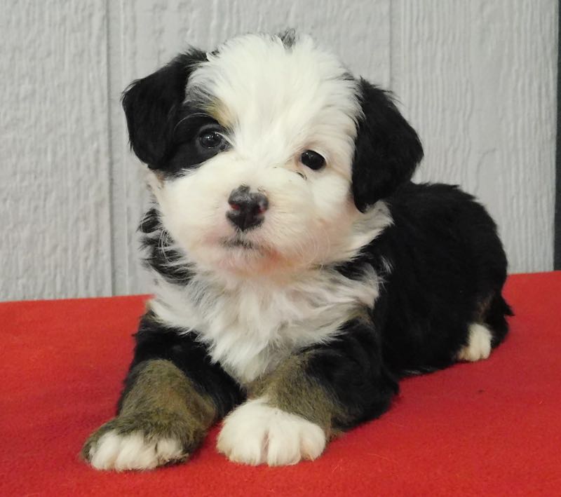 Marla - Mini Bernedoodle Puppy