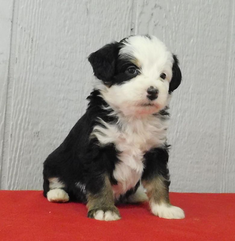 Marla - Mini Bernedoodle Puppy