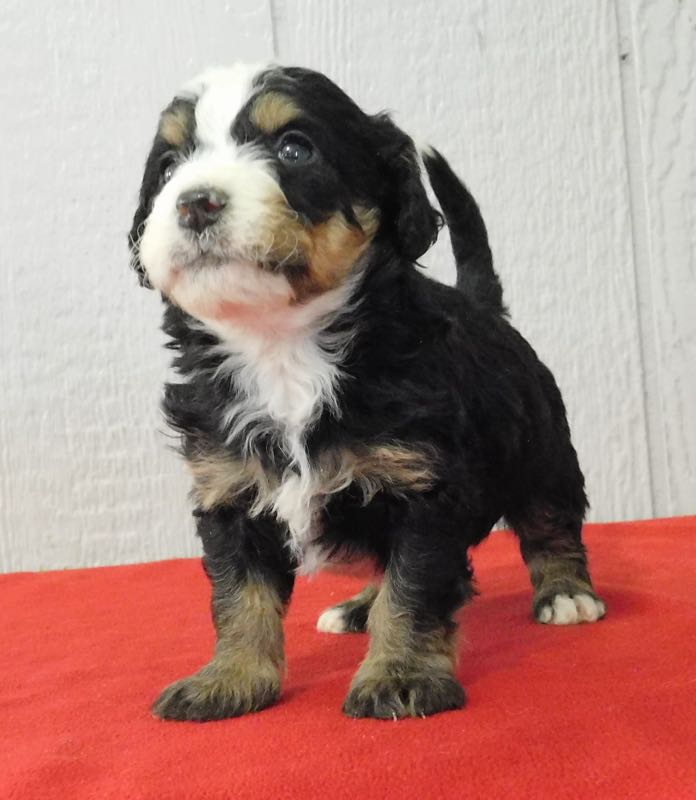Piper - Mini Bernedoodle Puppy