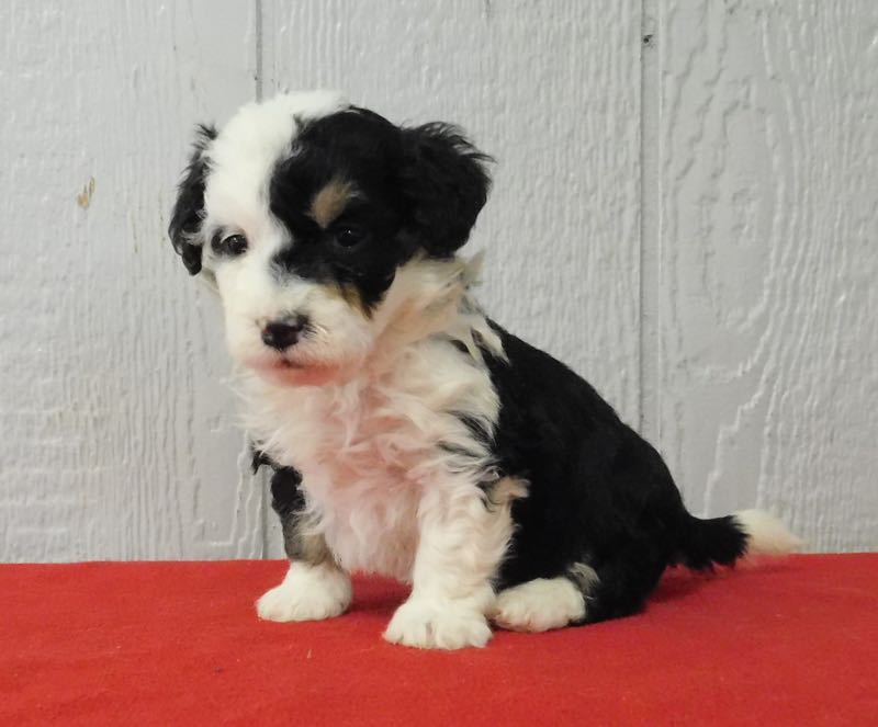 Roxy - Mini Bernedoodle Puppy