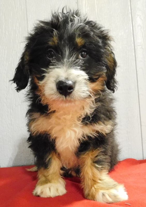 Arnold - Mini Bernedoodle Puppy